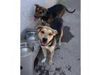 Adopt MAUI TAN a Black - with Tan, Yellow or Fawn Catahoula Leopard Dog /