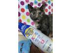 Adopt Heat a Tortoiseshell Domestic Shorthair (short coat) cat in Millersville