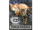 Adopt Tom & Patrick - Bonded Duo a Orange or Red Tabby Domestic Shorthair (short