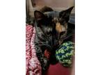 Adopt Pecan a All Black Domestic Shorthair / Domestic Shorthair / Mixed cat in