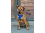 Adopt Kathy a Brown/Chocolate Pit Bull Terrier / Chow Chow / Mixed dog in
