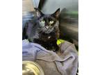 Adopt King a All Black Domestic Shorthair / Domestic Shorthair / Mixed cat in