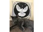 Adopt B. B. a Gray or Blue American Shorthair (medium coat) cat in Murfreesboro