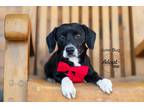 Adopt Junebug a Black - with White Terrier (Unknown Type