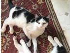 Adopt Moo a Black & White or Tuxedo American Shorthair (short coat) cat in