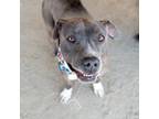 Adopt Hemi a Gray/Silver/Salt & Pepper - with White Pit Bull Terrier / Mixed dog