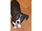 Adopt Molly a Tricolor (Tan/Brown & Black & White) Beagle / Terrier (Unknown
