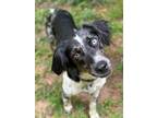 Adopt Carly a Merle Australian Shepherd / Spaniel (Unknown Type) / Mixed dog in