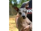 Adopt Edwin a Gray/Blue/Silver/Salt & Pepper American Hairless Terrier / Mixed