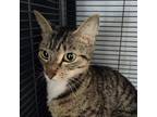 Adopt Lilibeth 24424 a Gray or Blue Domestic Shorthair / Mixed cat in