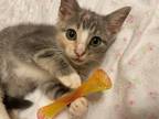 Adopt Raya a Calico or Dilute Calico Calico (short coat) cat in Westland