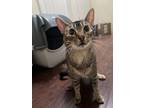 Adopt Smores a Gray, Blue or Silver Tabby Tabby / Mixed (short coat) cat in