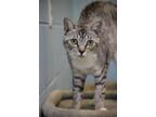 Adopt Valka a Gray or Blue Domestic Shorthair / Domestic Shorthair / Mixed cat