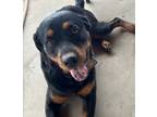 Adopt Riley a Black - with Tan, Yellow or Fawn Rottweiler / Mixed dog in