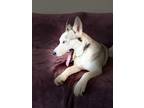 Adopt Daiquiri a White Husky / Mixed dog in Fort Worth, TX (38791773)