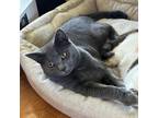 Adopt Carl a Gray or Blue Domestic Shorthair / Mixed cat in Lynchburg