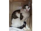 Adopt Thomas a White Domestic Shorthair / Domestic Shorthair / Mixed cat in