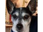 Adopt Scout a White - with Tan, Yellow or Fawn Rat Terrier / Mixed dog in Fort