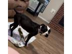 Adopt Catfish a Black - with White Boxer / Pit Bull Terrier / Mixed dog in