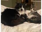 Adopt Stelli a Black & White or Tuxedo Domestic Longhair (long coat) cat in