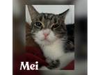 Adopt Mei a Brown Tabby Domestic Shorthair (short coat) cat in CLEVELAND