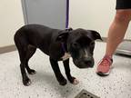 Adopt Ethel a Black - with White American Pit Bull Terrier / Mixed dog in