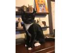 Adopt Erin a Black & White or Tuxedo American Shorthair (short coat) cat in