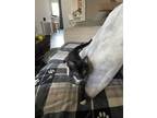 Adopt Aquarius a Black & White or Tuxedo Domestic Shorthair (short coat) cat in