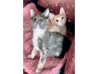 Adopt Jaxson & Jill a Orange or Red Tabby Tabby (long coat) cat in Woodland