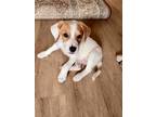 Adopt Louie a White - with Red, Golden, Orange or Chestnut Beagle / Feist /
