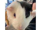 Adopt Jazzy a Guinea Pig small animal in Galveston, TX (38790481)