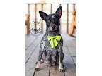 Adopt Dolly a Black - with Gray or Silver Australian Cattle Dog / Mixed dog in