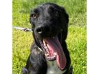 Adopt Midnight a Black Mixed Breed (Small) / Mixed dog in Laredo, TX (38790464)