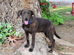 Adopt Tulip a Brindle Labrador Retriever / Mixed dog in Walpole, MA (38790230)