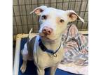 Adopt Pink Lemonade a Tan/Yellow/Fawn American Pit Bull Terrier / Mixed dog in