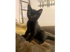Adopt Newman a All Black Domestic Shorthair (short coat) cat in Redlands
