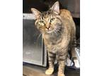 Adopt Mandy a Gray or Blue Domestic Shorthair (short coat) cat in Weatherford