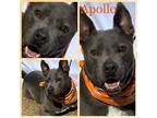 Adopt Apollo a Gray/Blue/Silver/Salt & Pepper Mixed Breed (Large) / Mixed dog in