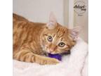 Adopt Ren a Orange or Red Domestic Shorthair / Domestic Shorthair / Mixed cat in