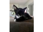 Adopt Kramer a Black & White or Tuxedo Domestic Shorthair (short coat) cat in