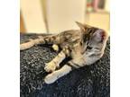 Adopt Lake a Tan or Fawn Tabby Domestic Shorthair (short coat) cat in