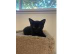 Adopt George a All Black Domestic Shorthair (short coat) cat in Redlands