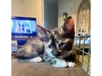 Adopt Elaine a Tortoiseshell Calico (short coat) cat in Redlands, CA (38789443)