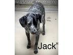 Adopt Jack a Merle Blue Heeler / Mixed dog in Horseshoe Bend, AR (38789442)
