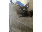 Adopt Chloe a Black (Mostly) Domestic Shorthair (short coat) cat in Redlands