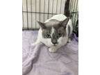 Adopt Luna a White Siamese / Domestic Shorthair / Mixed cat in Pomona