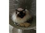 Adopt Molly (purebred) a Brown or Chocolate (Mostly) Ragdoll (long coat) cat in