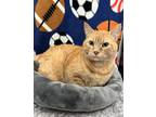 Adopt Thomas O’Malley a Orange or Red Tabby Domestic Shorthair (short coat)