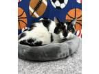 Adopt Montana a Black & White or Tuxedo Domestic Shorthair (short coat) cat in