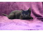 Adopt Luisa a Black (Mostly) Domestic Shorthair (short coat) cat in Twin Falls
